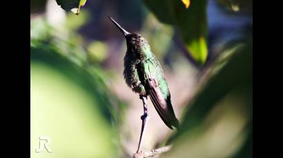 Los zunzunes son de gran importancia para el ecosistema