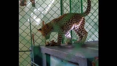 El Leopardo Owen