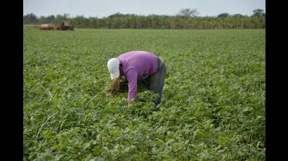 Cuba trabaja para garantizar la recuperación gradual del sistema de la agricultura. 
