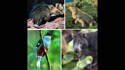 Urge desarrollar acciones para mitigar el tráfico ilegal de especies en grupos emblemáticos de nuestra biodiversidad