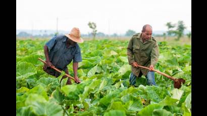 Agricultura cubana