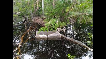 Tranque con mayas para la pesca ilegal en territorio cenaguero