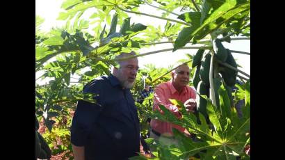 Asimismo dialogó con el productor de Guanajay, y Alexander Escalona Clemente, quien siembra cultivos varios y obtiene un rendimiento de hasta 150 libras de frutabomba en cada planta