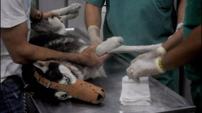 Reinauguran en La Habana clínica veterinaria de Carlos III