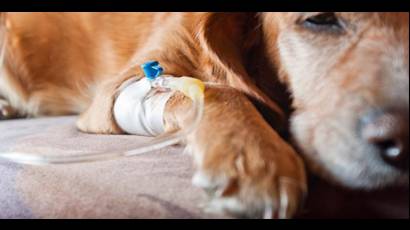 Taller de oncología veterinaria avanzada