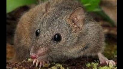 Marsupiales de Australia copulan con tal vigor e intensidad que sus machos no soportan el estrés