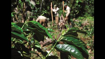 Fomentar la producción cafetalera