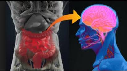 En el estómago existen en torno a 100 millones de neuronas, más de las que contiene la columna vertebral