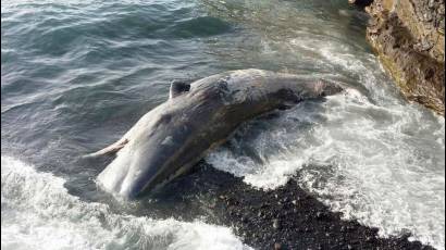 Los cachalotes son animales sociales que se congregan en pequeñas manadas