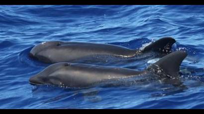 Híbrido de ballena y delfín en Hawai