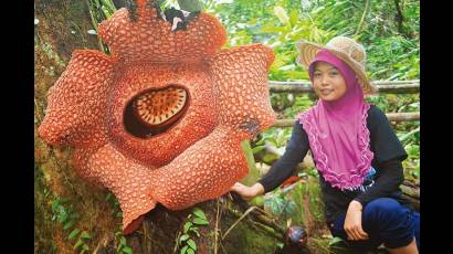 La Rafflesia Arnoldo es la flor más grande del mundo