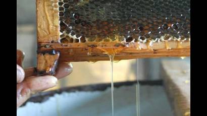 La planta procesará el 30 por ciento del total de la miel
