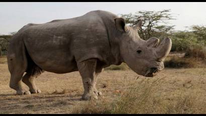 El último rinoceronte blanco macho, de nombre Sudán