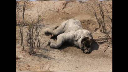 La mayor matanza de elefantes conocida en la historia del continente africano dejó muertos  a casi cien paquidermos en Botswana