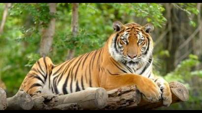 El tigre de Amoy, también conocido como tigre del sur de China, desapareció de los bosques húmedos del sur del país asiático en 1994