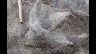 Huellas de dinosaurios halladas en Inglaterra