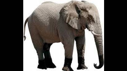 Elefante