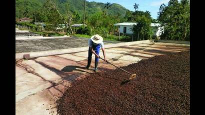 Secado del café al sol.