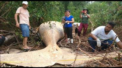 Hallan una ballena en la selva brasileña