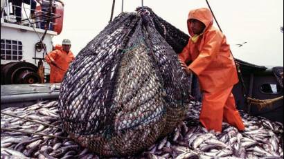 Sobreexplotación de recursos pesqueros