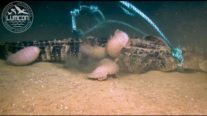 Isópodos gigantes se alimentan de un caimán muerto en las profundidades océanicas