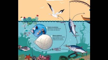Detectan preocupante ciclo contaminante entre las personas que coman pescado y los elementos químicos o plásticos lanzados al mar
