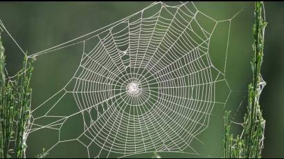 Telaraña