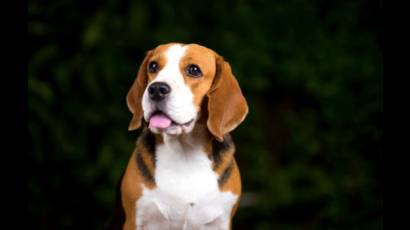 Beagle