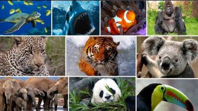 Animales