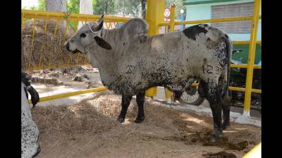 Ejemplar de ganado Cebú de Cuba