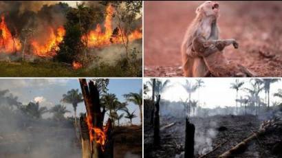El Amazonas no es de Sudamerica únicamente, es de todos, se está quemando nuestro futuro