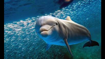 Delfines