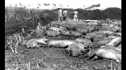 Epidemia de fiebre porcina en Cuba en la década de los 80