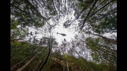 Wollemi Pines, un bosque salvado de las llamas en Australia