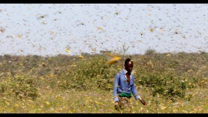 Enjambre de langostas en Kenia