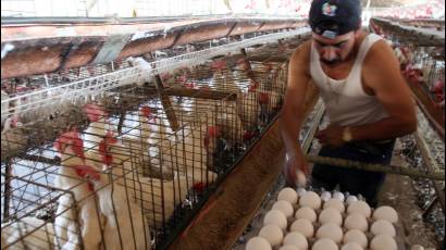 Producción avícola en Cuba