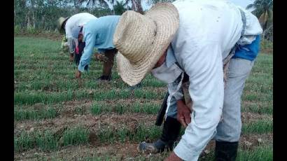 La producción de alimentos