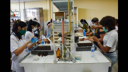 Desde el pasado 26 de marzo, estudiantes de Derecho, Turismo, Química, Biología…, de la Universidad de La Habana, acudieron al llamado, con un alto sentido de disposición y responsabilidad.