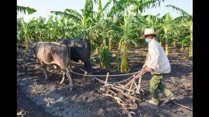 El ajetreo en el campo cubano no cesa; con toda la debida precaución, los campesinos le sacan el alimento a la tierra.