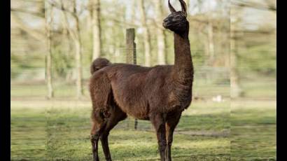 Winter, la llama belga de color cacao