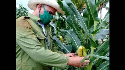 Después de un arduo trabajo Yoandy ya recoge sus frutos