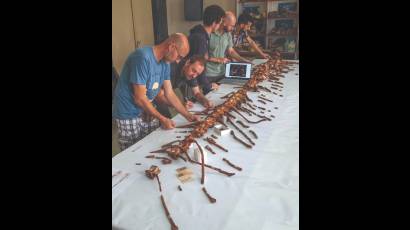 El equipo de paleontólogos dirigidos por  Nizar Ibrahim analiza cada detalle de la cola de varios metros de largo para poder ¨resucitar¨ al Spinosaurus
