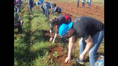 Jornada productiva desarrollada por más de 300 jóvenes avileños