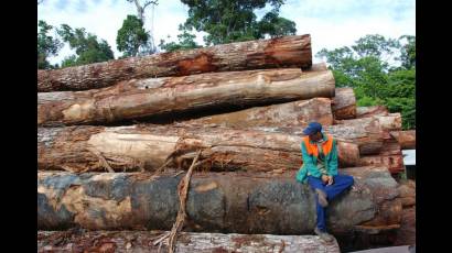 Tala de árboles en la amazonía brasileña.