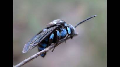 Abeja azul