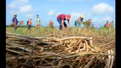 Jóvenes en labores productivas por el Verano por la vida