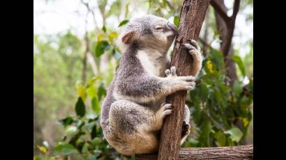 Los koalas lamen los árboles pues los necesitan para su hidratación.