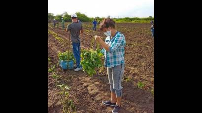 Jóvenes productores sembraron una hectárea de boniato