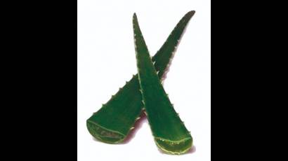 Trozo de sábila