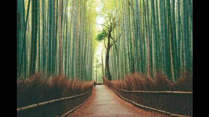 bosque de bambú de Arashiyama